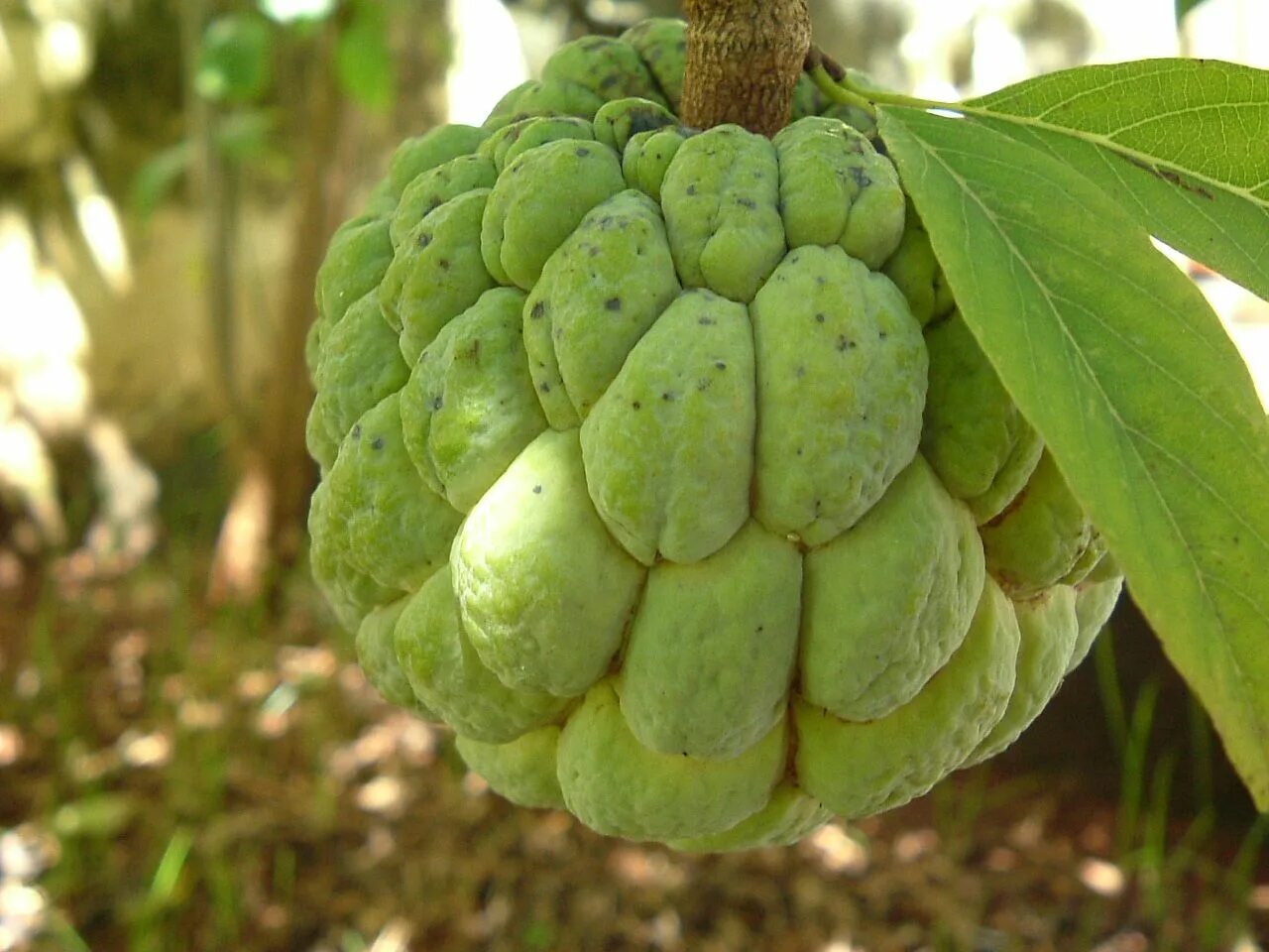 Сахарное яблоко черимойя. Annona squamosa (сахарное яблоко) семена. Сахарное яблоко аннона Чешуйчатая. Аннона Сенегальская.