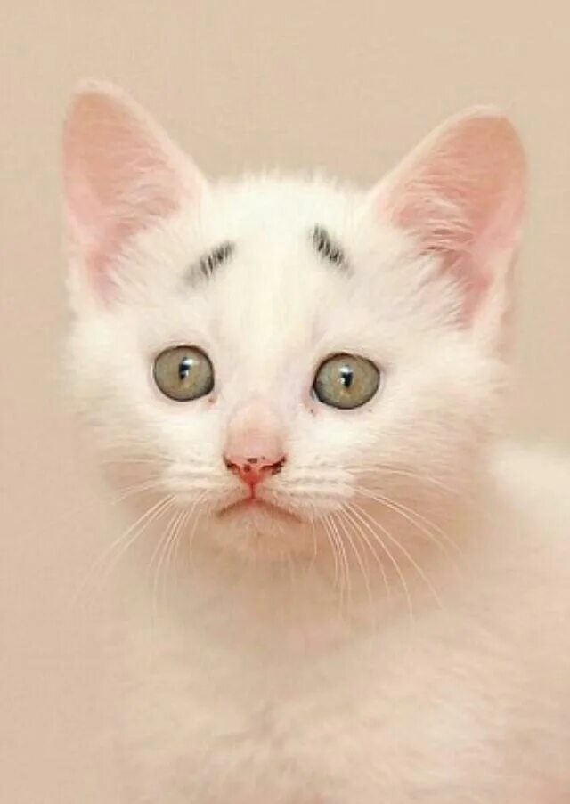 коты удивление. удивление котов. котенок удивляй. удивленный маленький котенок. испугать кота.