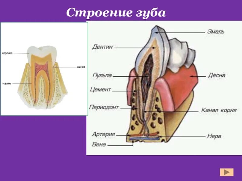 Строение зубной системы 8 класс. Строение зуба. строение зуба животных. строение зуба животного. строение зуба анатомия.