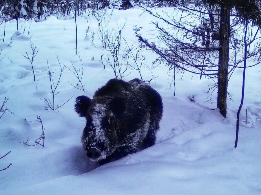 Сила кабанов. Дикий кабан секач вепрь. Лесной кабан секач. Дикий кабан секач. Дикий секач кабан секач.
