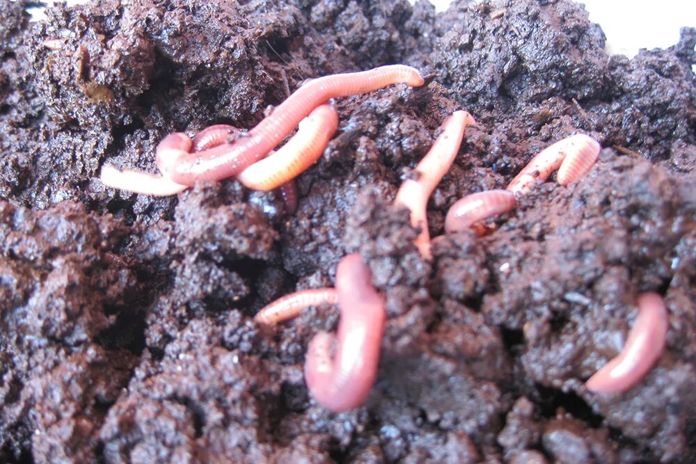 Черви для биогумуса. Биогумус калифорнийские черви. Дождевые черви и биогумус.