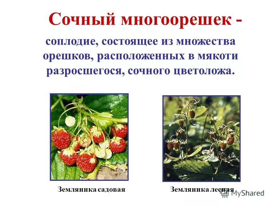 Многоорешек примеры. Плод многоорешек примеры. Плод многоорешек и многокостянка. Сухой многоорешек. Плод шиповника многоорешек.