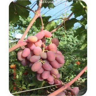 Питомник фрукты крыма