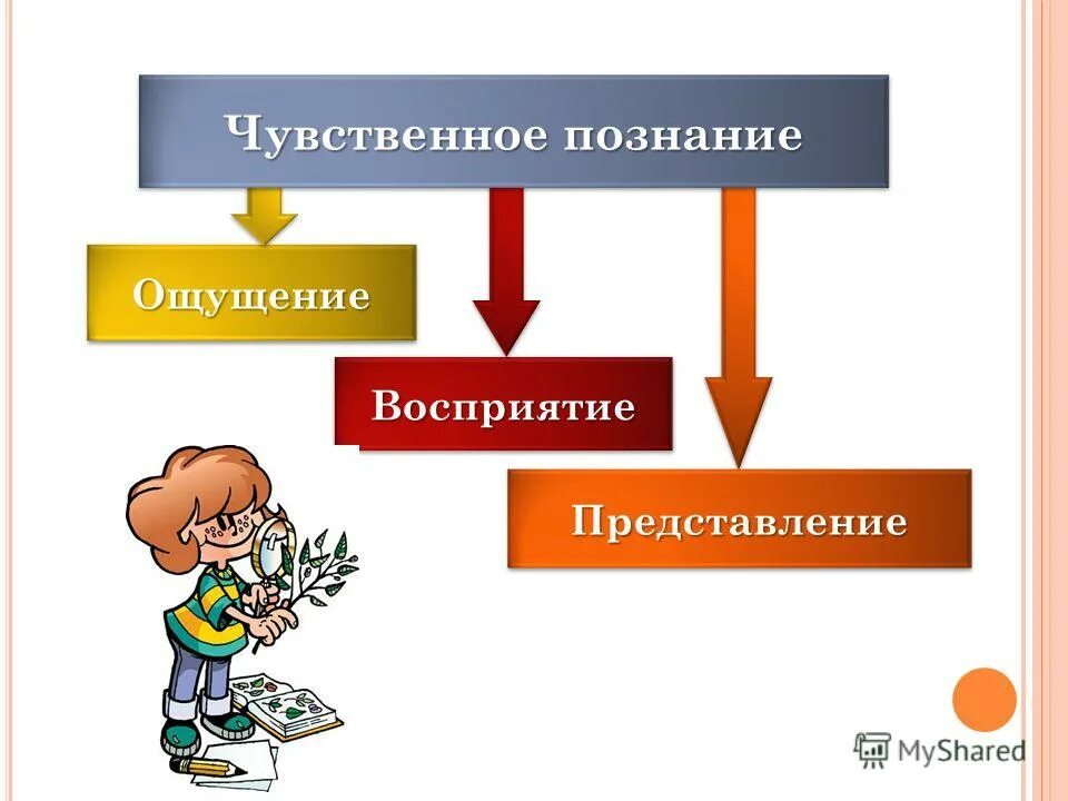 Представление это чувственное отражение. Чувственное познание ощущение восприятие представление. Форма познания ощущение.