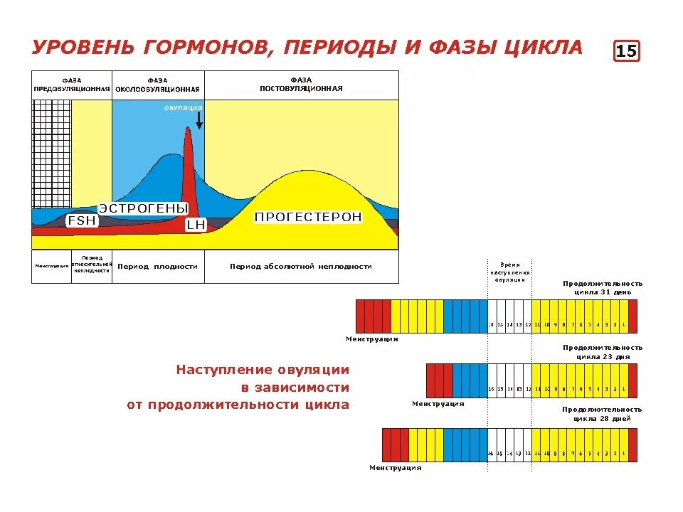 3 4 дни цикла