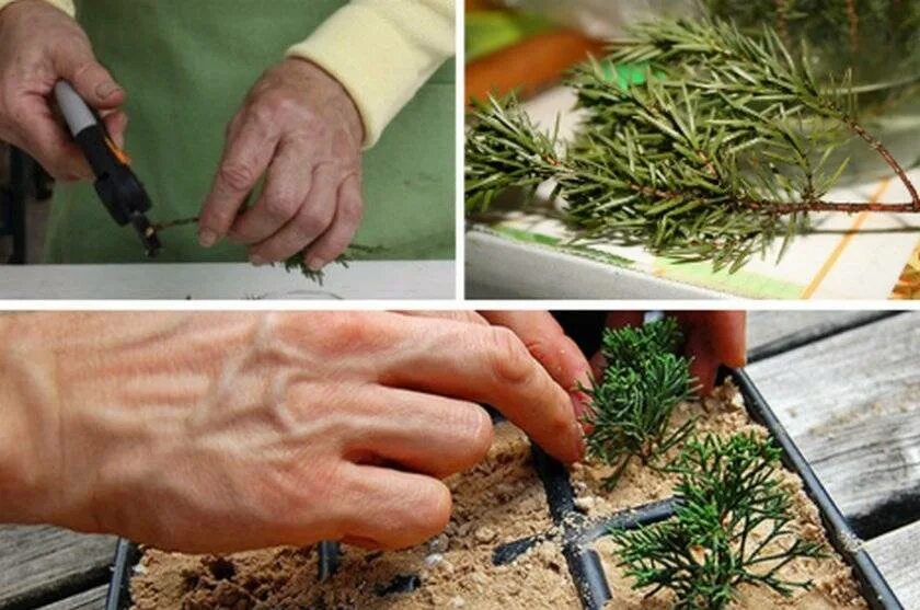 Как размножить можжевельник весной. Укоренить черенки туи. Черенкование туи брабант. Как размножить можжевельник весной. Можжевельник казацкий черенок.