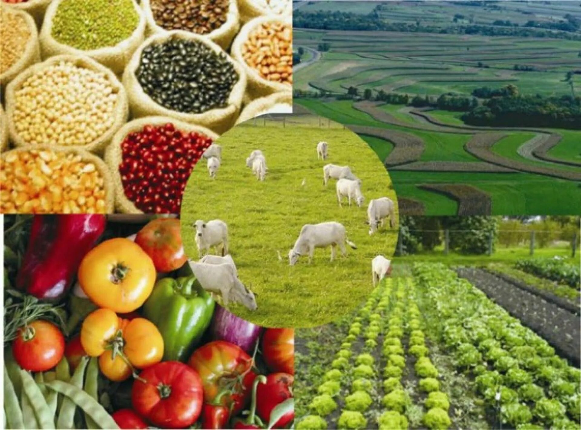 Agro products