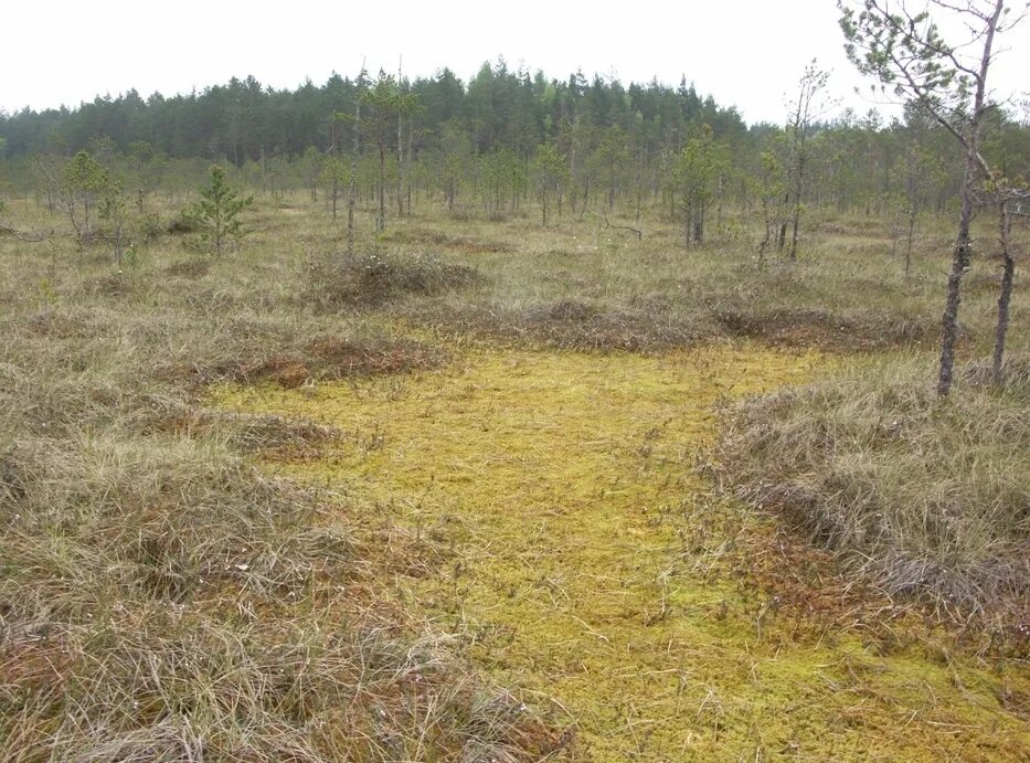 Верховое болото это. Болото мочажина. Мочажина на болоте. Верховое болото. Грядово-мочажинный комплекс.