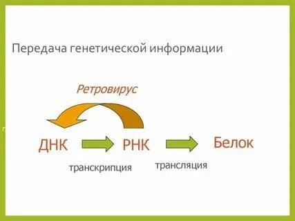 Реализация наследственной информации в признак