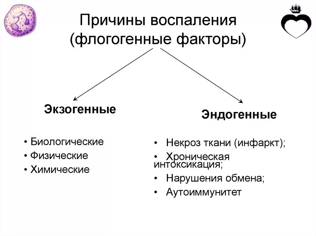 Причины воспаления экзогенные и эндогенные. Экзогенные и эндогенные факторы воспаления. Экзогенные факторы воспаления.