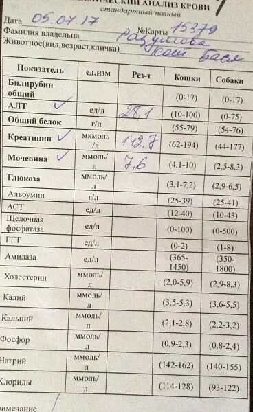 Общий белок у собаки. Токсическая зернистость нейтрофилов в общем анализе крови. Токсогенная зернистость нейтрофилов. Токсигенная зернистость нейтрофилов. Алт 100.