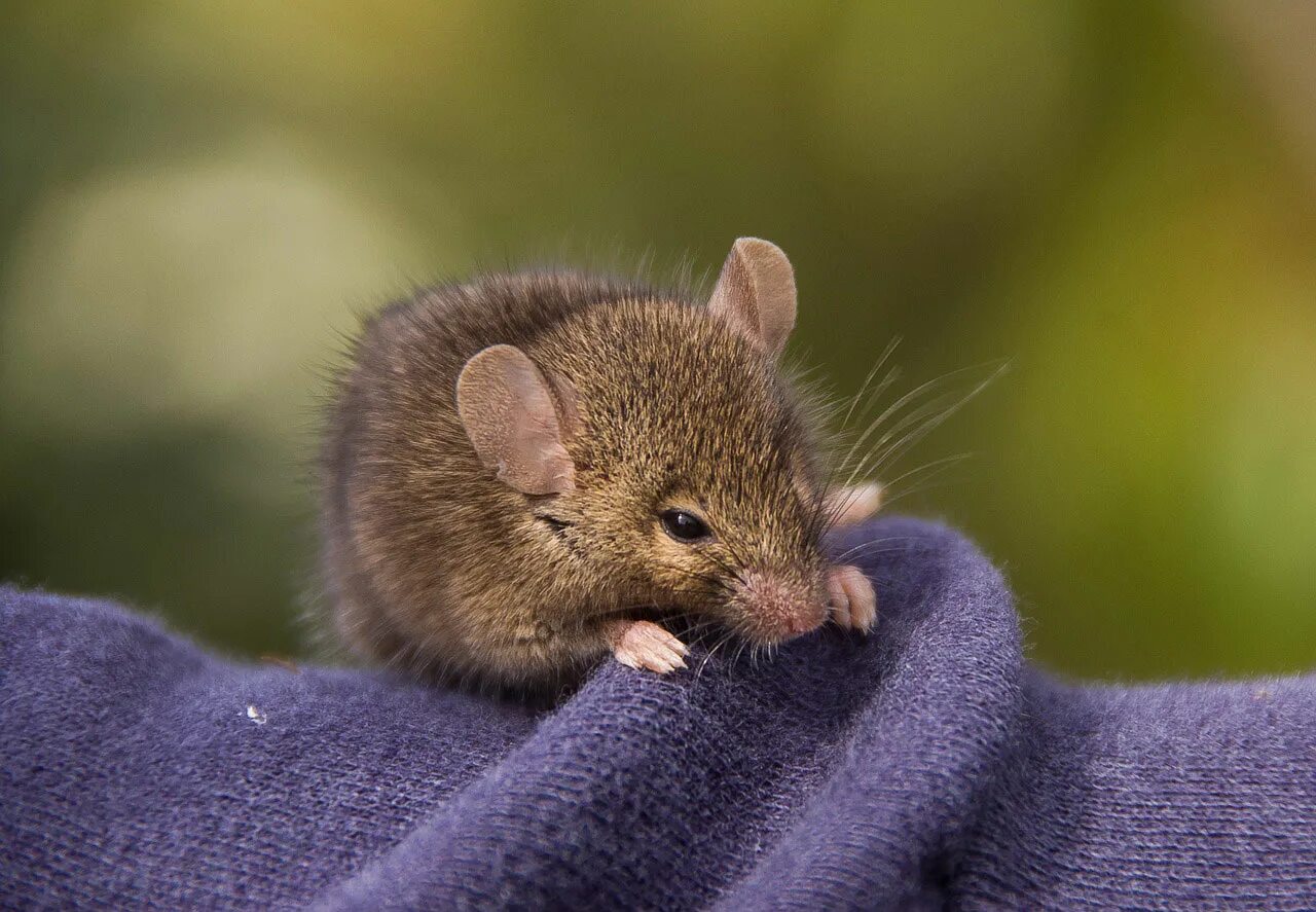 Маленькие живые мышки. Акомис иглистая мышь. Сумчатая мышь. Мышонок. Маленький мышонок.