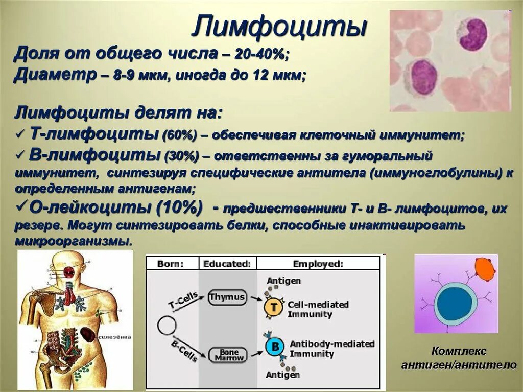 Т лимфоциты. Лимфоциты физиология. Функции т лимфоцитов. Виды лимфоцитов и их функции.