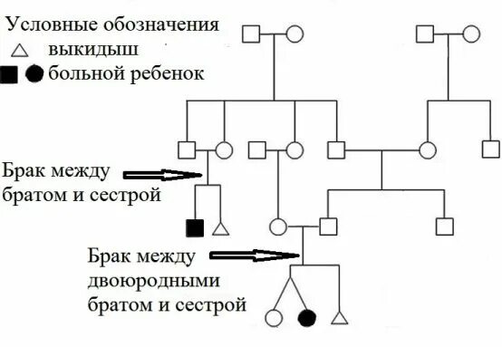 Возможен ли брак между братом и сестрой. Родственные браки генетика. близкородственные браки. опасность близкородственных браков. дети близкородственных браков.