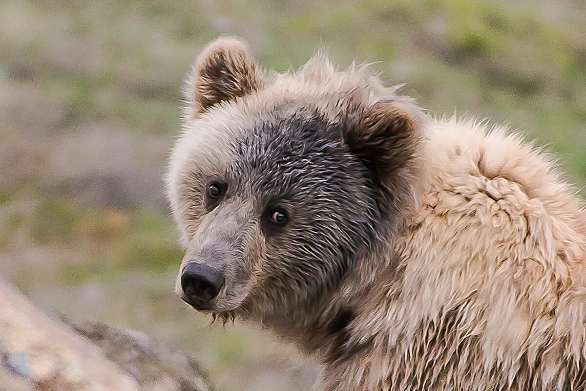 Грустный медвежонок. Обидели медведя. Обидели медведя. Плачущий медведь. Грустный медвежонок.
