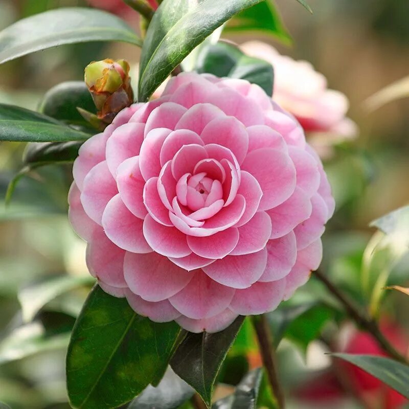 Камелии дивные - цветы поднебесные... Pink flowers wallpaper, Beautiful flowers,