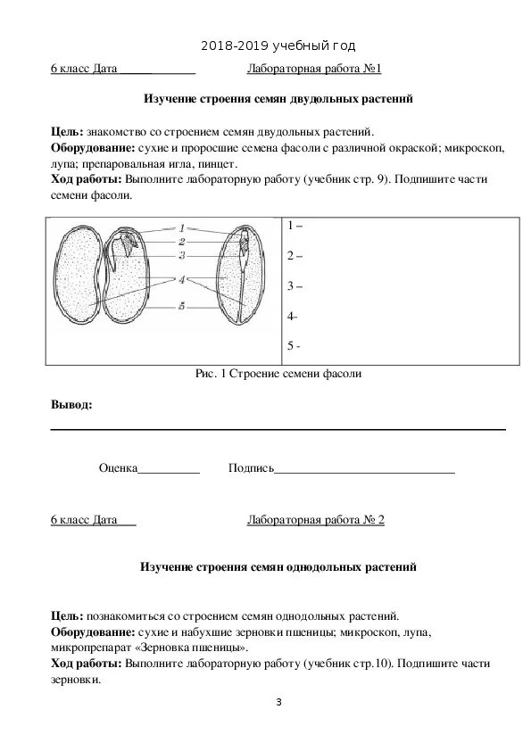 Лабораторная работа биология 6 класс фасоль. Лабораторная работа по биологии 6 класс семена. Лабораторная работа строение семян. Лабораторная работа изучение строения семян. Лабораторная работа фасоль.