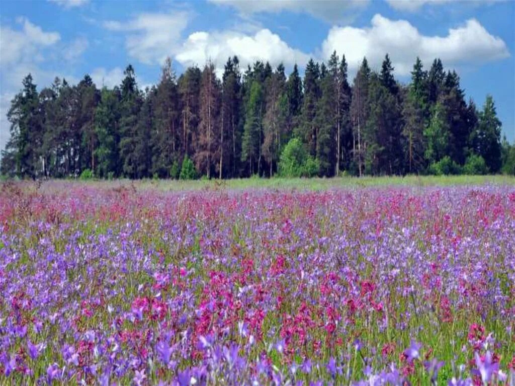 Презентация растения на лугу Пермского края. Пермь Луга. Луга в 4 доме