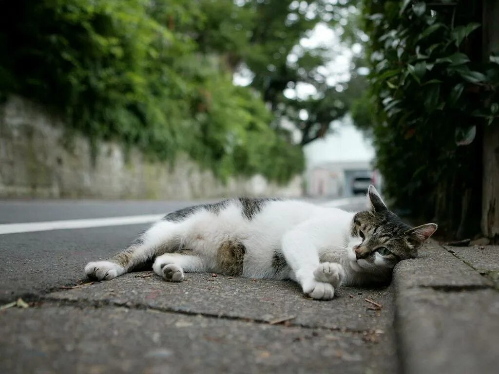 Коты перед смертью уходят. Кот. Кошка на улице. Уличные котята. Бездомные кошки.