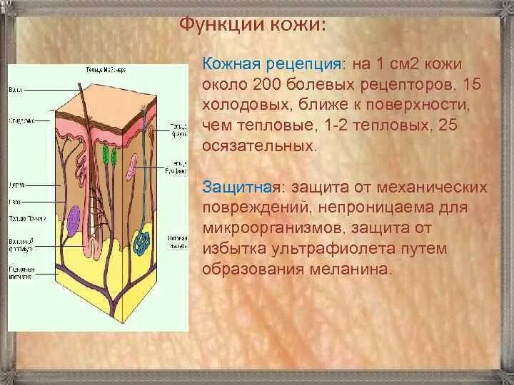 Урок кожа 8 класс биология. Функции кожи человека. Кожная рецепция. Строение кожной рецепции. Кожа наружный покровный орган 8 класс презентация.