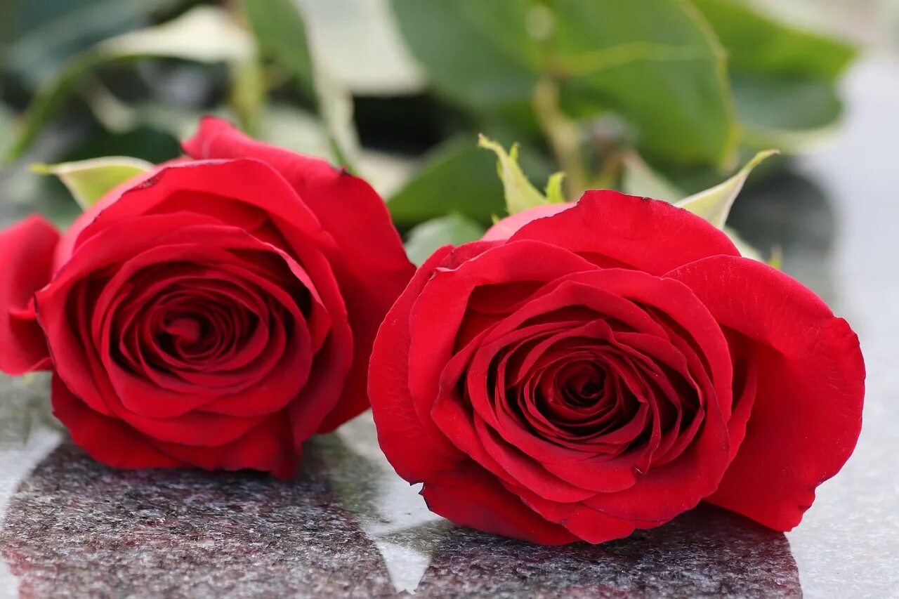 Красные розы. Две красные розы. Красные розы фото.