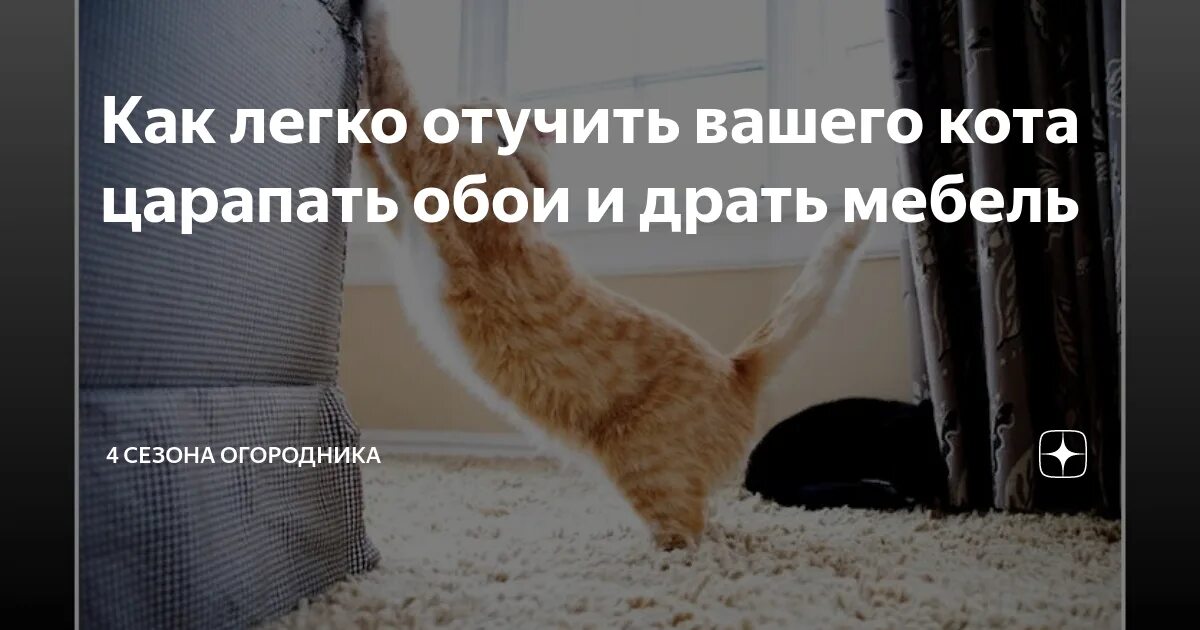 Как отучить драть мебель. Кот царапает мебель. кот дерет обои. кот царапает обои. как отучить кота царапать обои.