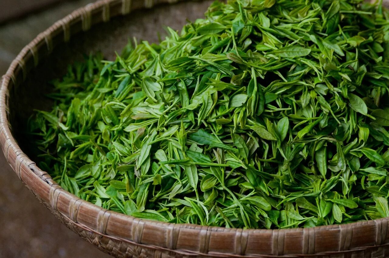 Листья чая купить. Люй Мао фэн зеленые Ворсистые пики. Чайный лист. Зеленый чай. Листья чая.