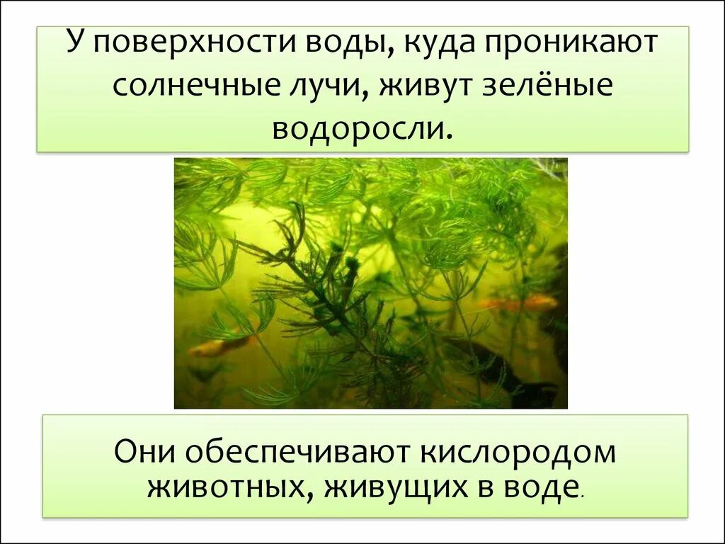 Проект водоросли. Водоросли 3 класс. Разнообразие растений водоросли. Водоросли презентация. Интересное о зеленых водорослях.