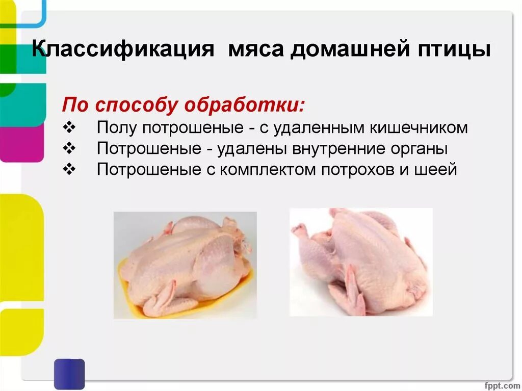 Классификация мяса птицы. Классификация мяса домашней птицы. Презентация на тему мясо птицы. Классификация мяса птицы по упитанности.