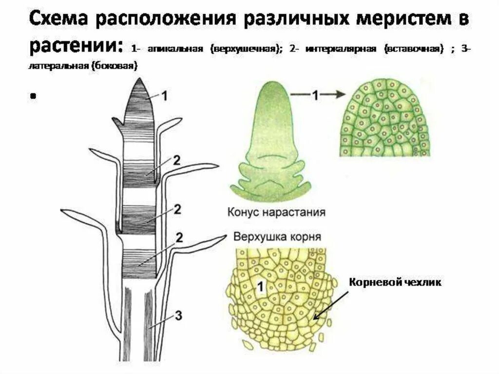 Какая часть у образовательной ткани. Меристема ткани растений. Апикальная меристема корня. Апикальная меристема почки. Образовательная ткань растений меристема.