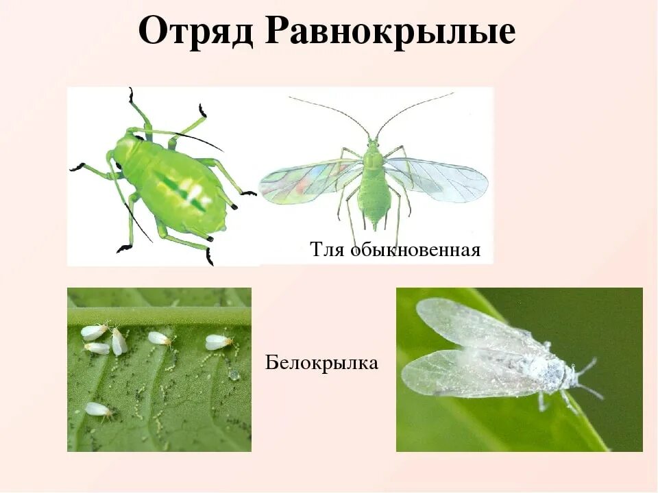Отряд равнокрылые представители. Отряды насекомых равнокрылые. представители группы равнокрылые. равнокрылые насекомые представители. равнокрылые тип личинки.