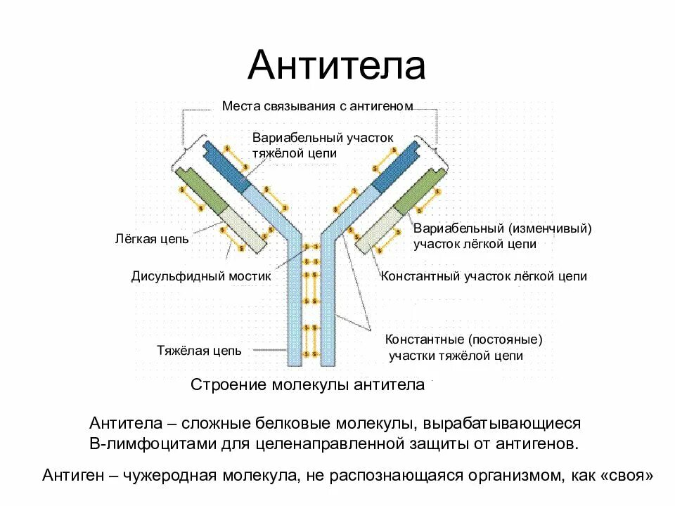 Компоненты антитела. Структурные компоненты антитела. схема строения антигена. структура антигена схема. схема строения антител иммунология.
