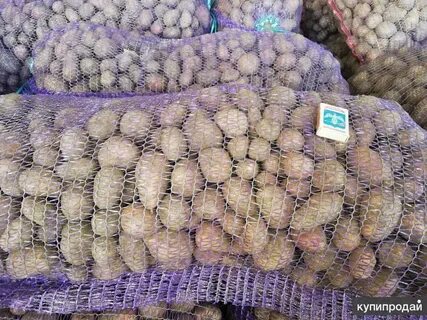 Картофель опт краснодарский