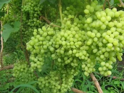 Сверхранний виноград описание сорта фото