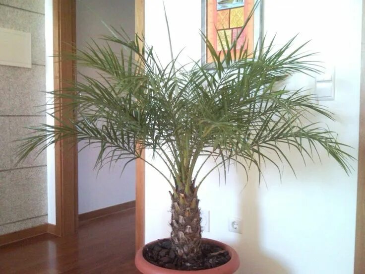 9 Palms Plants to Grow Indoors Palm plant, Plants, Indoor plants