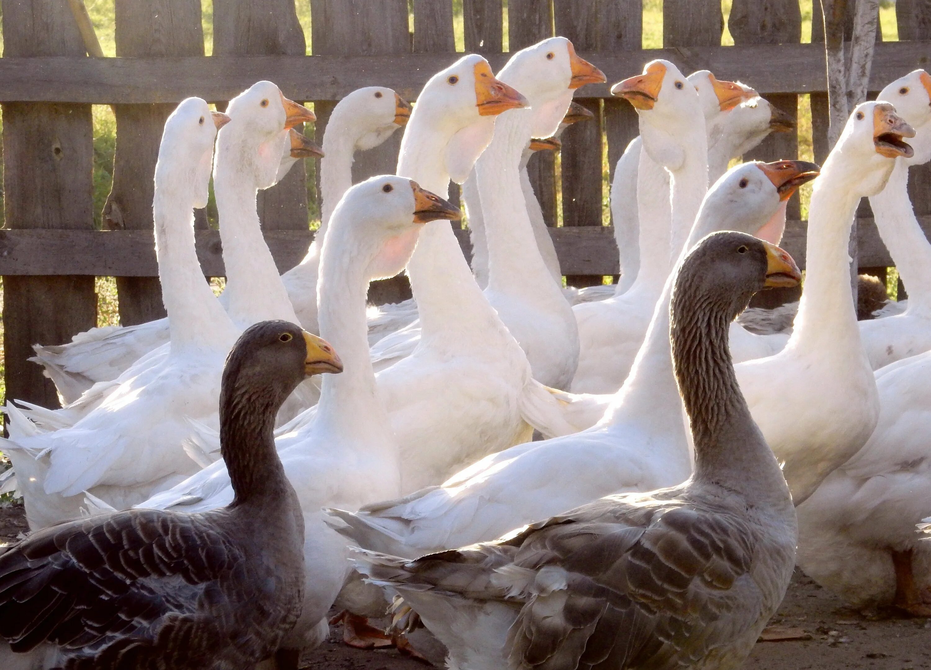 Тулузские гуси гусята. Холмогорская порода гусей. Гуси королевской породы. Померанские гуси. Тулузские гуси.