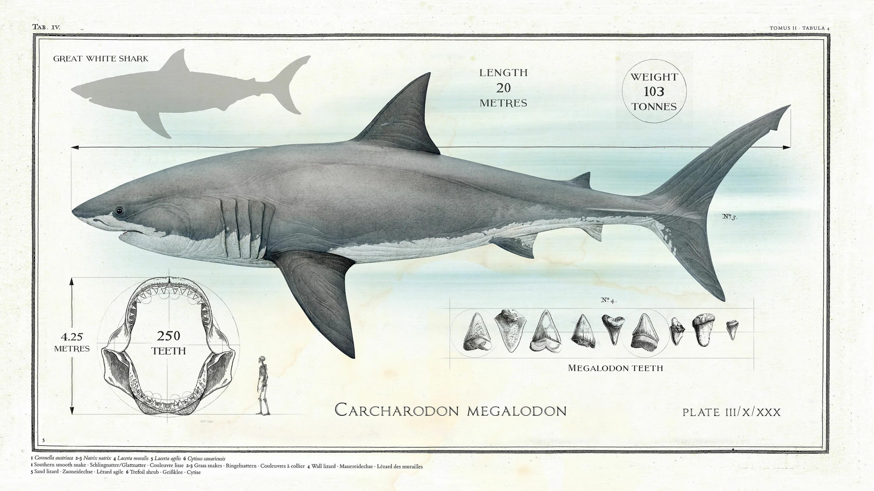 Какой длины акула. Вес МЕГАЛОДОНА акула. МЕГАЛОДОН длина и вес. Кархародон МЕГАЛОДОН вес. Кархародон МЕГАЛОДОН И человек.