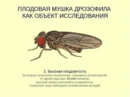 Откуда муха дома зимой
