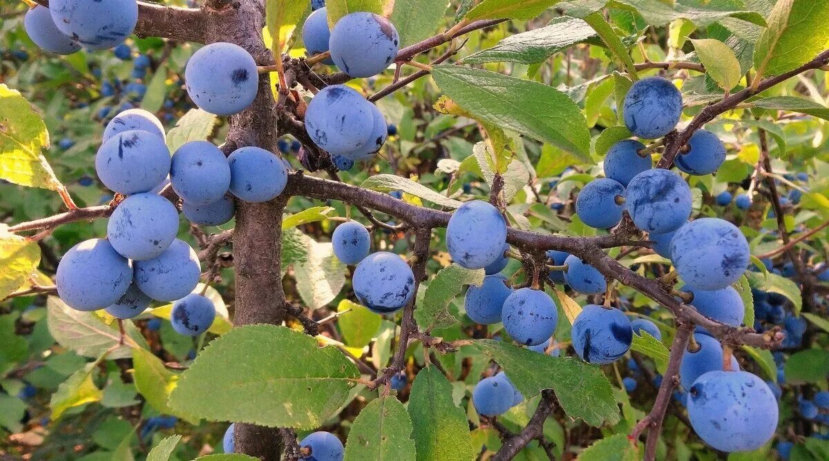 The Surprising History of Sloe - Recette Magazine