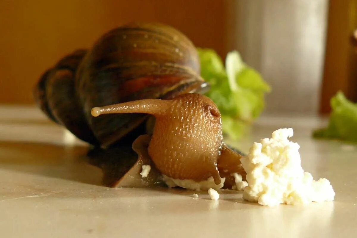 Улитка является. Ахатина. Виноградная улитка зубы. Улитка ахатина, слизняк. Улитка является.