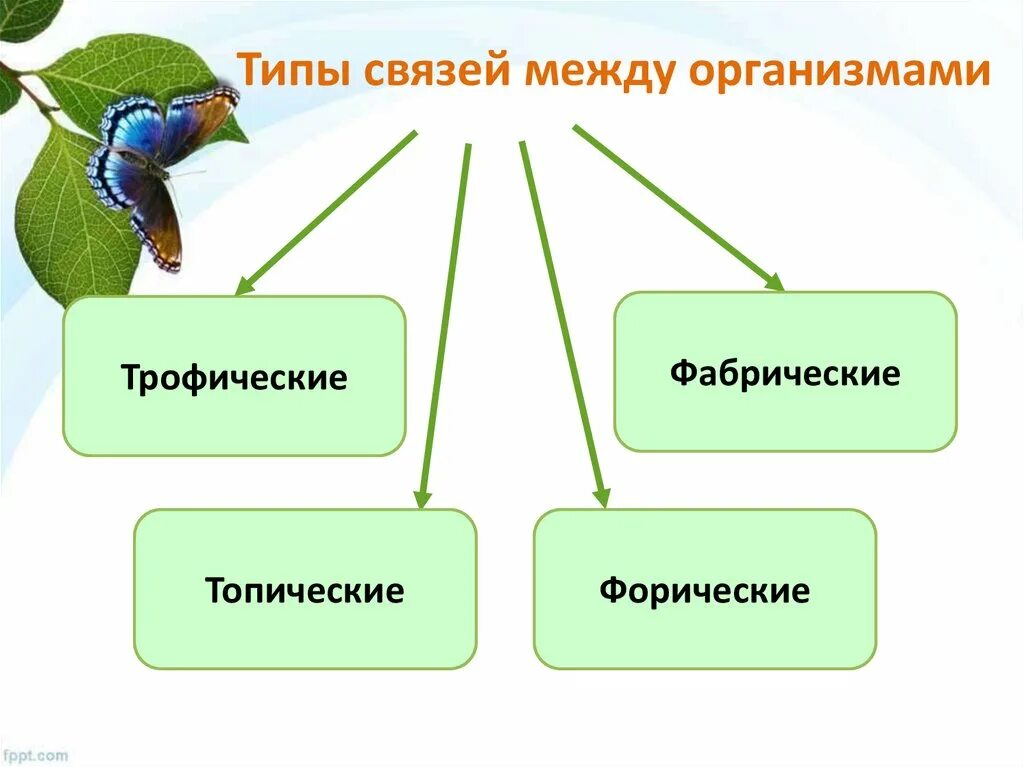 Виды связей в экологии. Взаимосвязи между организмами. Виды взаимоотношений организмов. Типы взаимоотношений между организмами. Взаимоотношения между органанизмами.