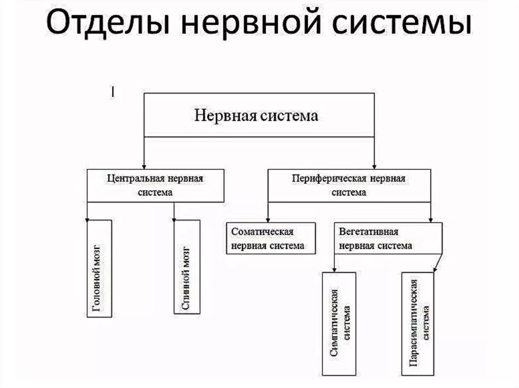 Отделытнервной системы. Отделые нервной системы. Отделы нервной системы человека. Отделы нервной системы человека и их функции.