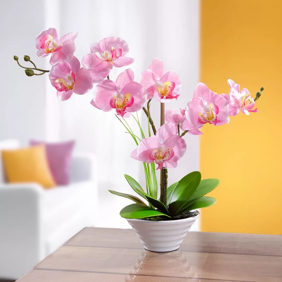Купить орхидею в горшке в интернете. Растение фаленопсис. Орхидея фаленопсис комнатное растение. Орхидея фаленопсис Каскад. Орхидея фаленопсис Шанхай.