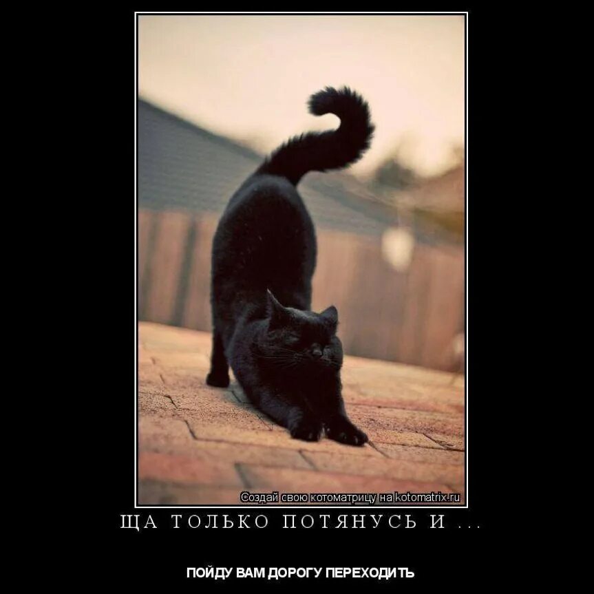 Черный кот Черныш. Черный кот потягушки. Смешной котик Черныш. Черныш прикол. На старт внимание март картинки