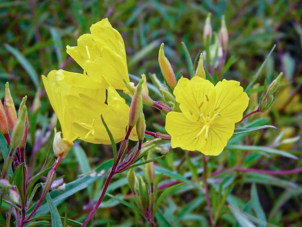 Энотера кустарниковая Oenothera fruticosa. Энотера бесстебельная. Энотера ослинник. Энотера кустарниковая 'African Sun'. Энотера кустарниковая многолетняя купить