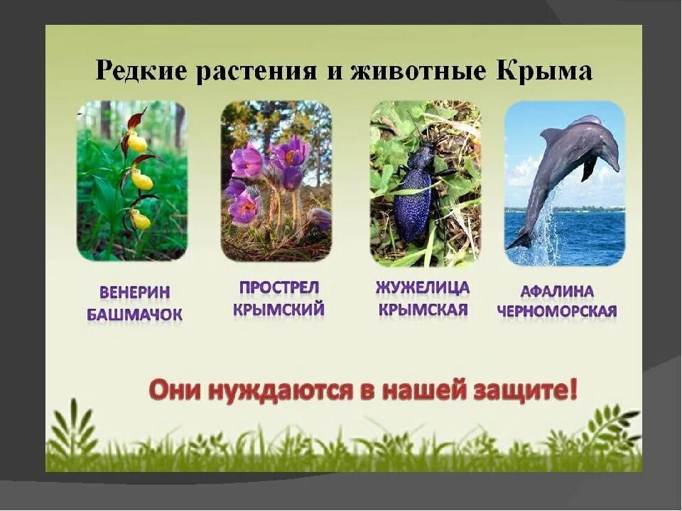 Проект красная книга крыма 4 класс окружающий мир