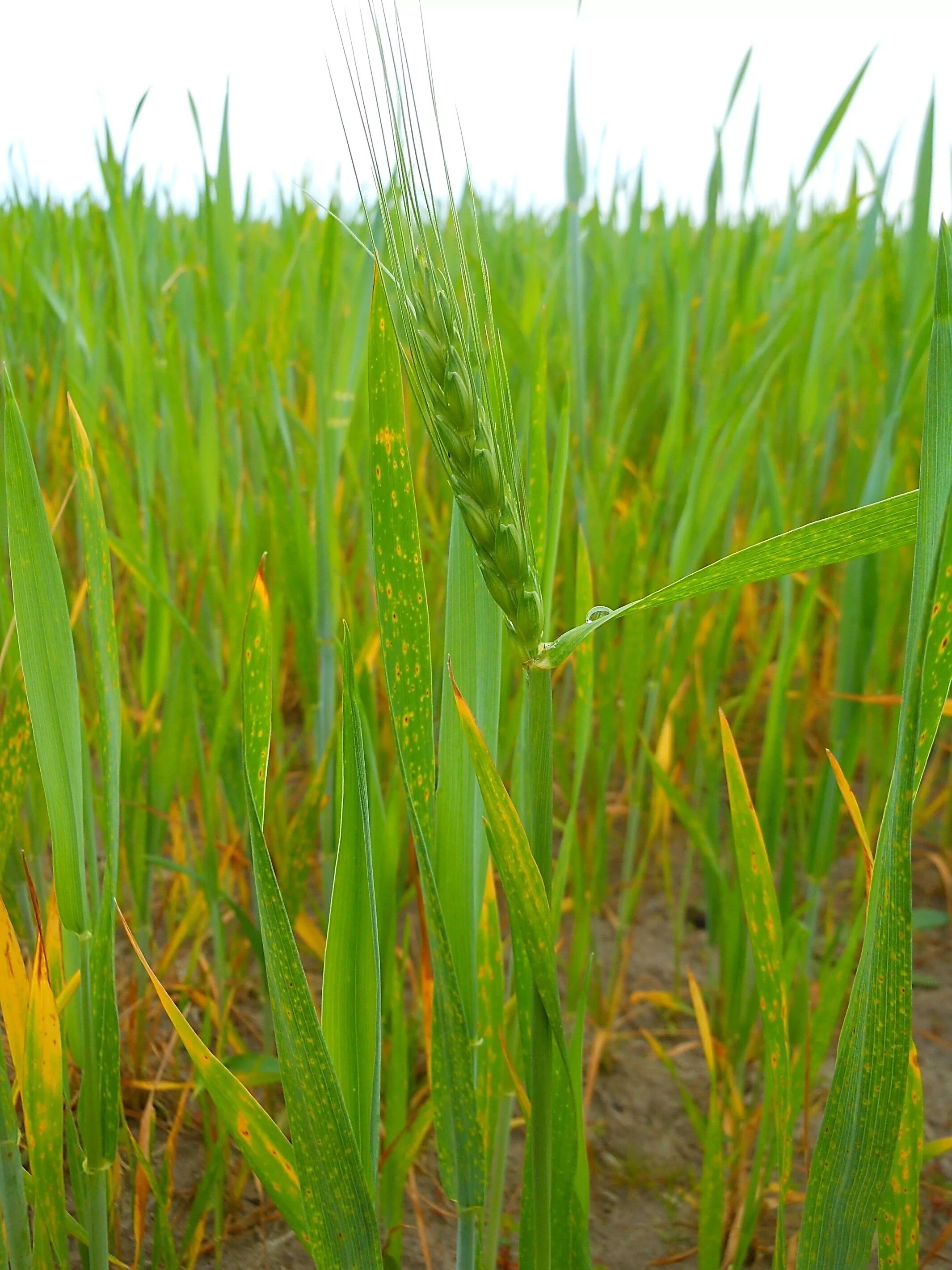 озимая пшеница сорт гром. сорт московская озимая пшеница. пшеница озимая сорт «немчиновская 85» элита. сорт алексеич озимая пшеница. озимая пшеница безостая 100.