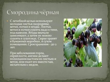 Смородина предложение