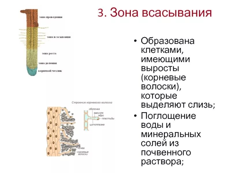 Корневой чехлик зона роста зона всасывания зона проведения. Строение корня в зоне всасывания. Корневые волоски функции 6 класс. Строение корневого волоска растения. Проводящие элементы воды и минеральных солей