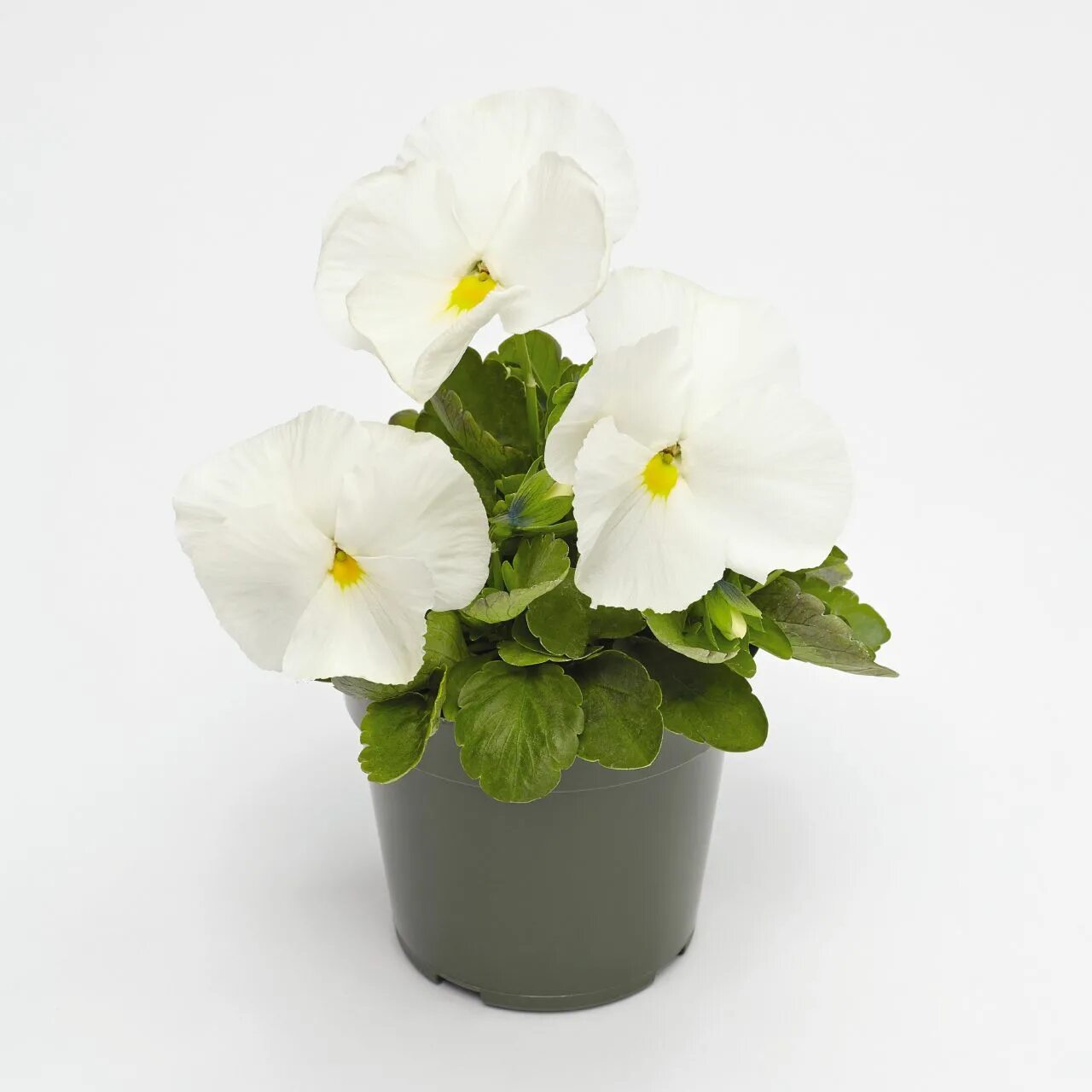 профессиональные семена овощей из голландии. фермер форум рассада на продажу. профисад профессиональные семена. петуния шок вейв проф семена американская селекция. петуния мультифлора май лав вайт farao 1000драже.